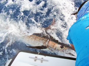 Blue Marlin fished in Cabo San Lucas on 8/03/18