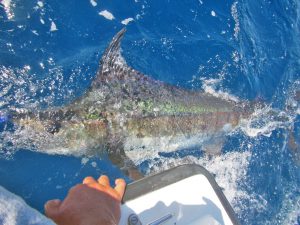 Blue Marlin fished in Cabo San Lucas on 10/15/18