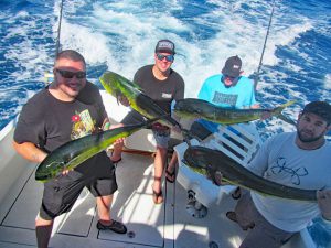 Dorado fished in Cabo San Lucas on 11/08/18