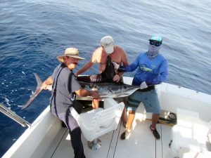 Striped Marlin fished in Cabo San Lucas on 11/20/18