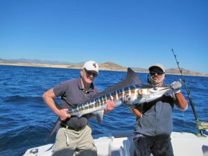 Striped Marlin fished in Cabo San Lucas on 1/30/19