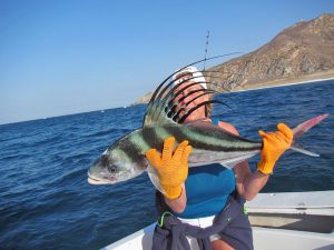 Roosterfish fished in Cabo San Lucas on 5/28/19
