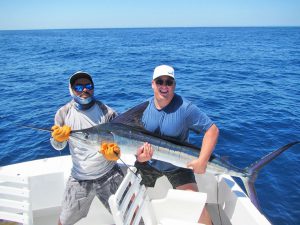 Striped Marlin fished in Cabo San Lucas on 5/17/19