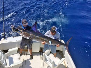 Striped Marlin fished in Cabo San Lucas on 9/03/19