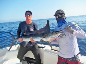 Striped Marlin fished in Cabo San Lucas on 9/07/19