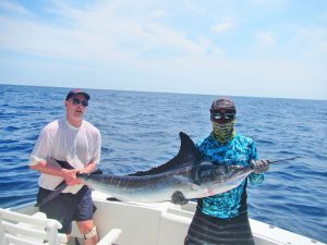 Striped Marlin fished in Cabo San Lucas on 9/12/19