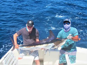 Catch & release 120 LB Striped Marlin in Cabo San Lucas on 8/25/2021