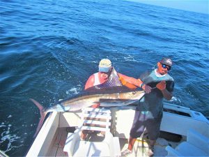 Caught and released a 130 LB. STRIPED MARLIN in Cabo San Lucas on 11/11/2021