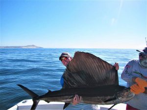 Caught and released a 100 LB. Pacific Sailfish in Cabo San Lucas on 11/12/2021