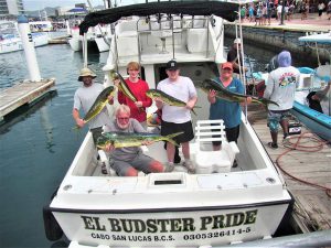 Caught 10 Dorado in Cabo San Lucas on 11/25/2021