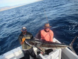 Caught and released 110, 120 and 120 LB. Striped Marlin in Cabo San Lucas on 12/26/2021