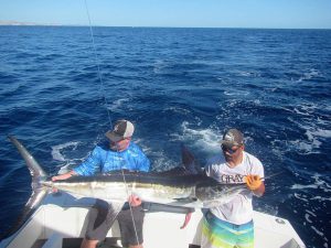 Caught and released 100, 110 and 120 LB. Striped Marlin in Cabo San Lucas on 12/27/2021