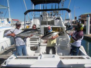 catching  4 YELLOWFIN TUNA. 35 to 45 LB in Cabo San Lucas on 1/4/2022